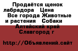 Продаётся щенок лабрадора › Цена ­ 30 000 - Все города Животные и растения » Собаки   . Алтайский край,Славгород г.